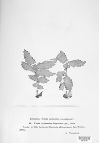 Pucciniastrum agrimoniae image